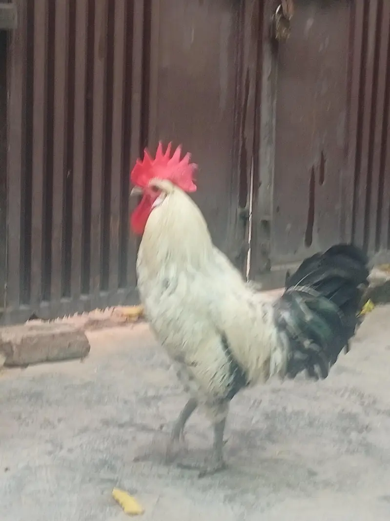 Desi Murga and Desi murgi — photo 3