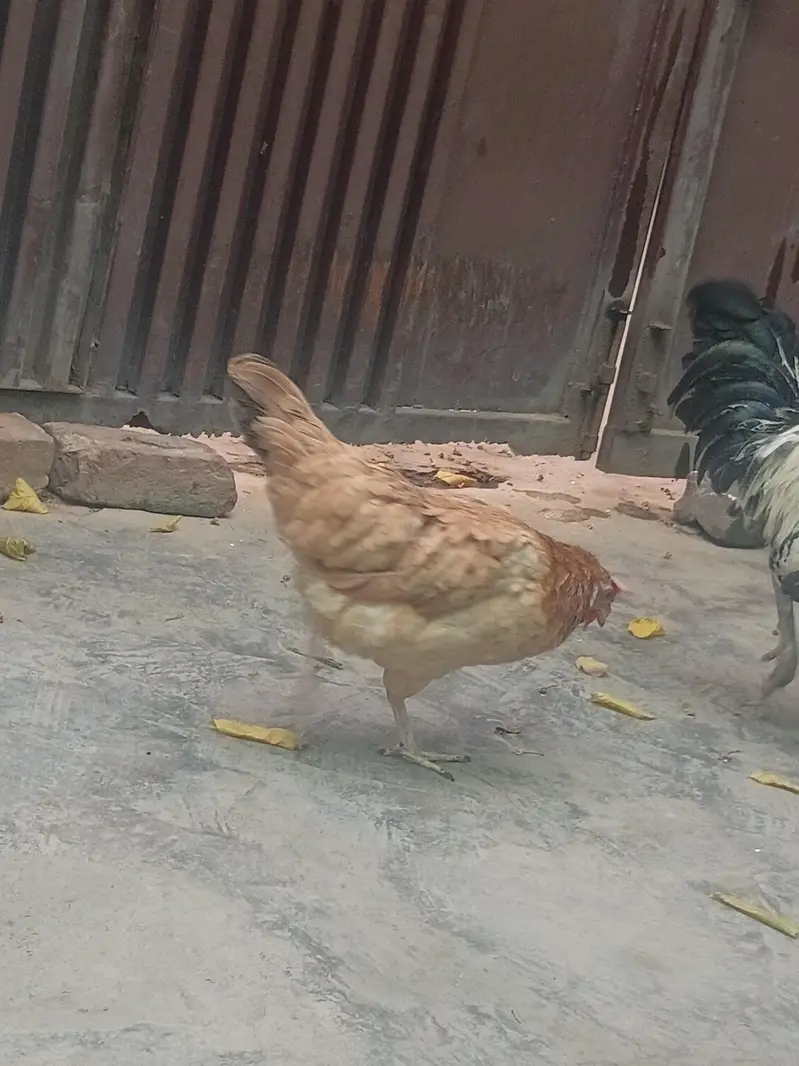 Desi Murga and Desi murgi — photo 4