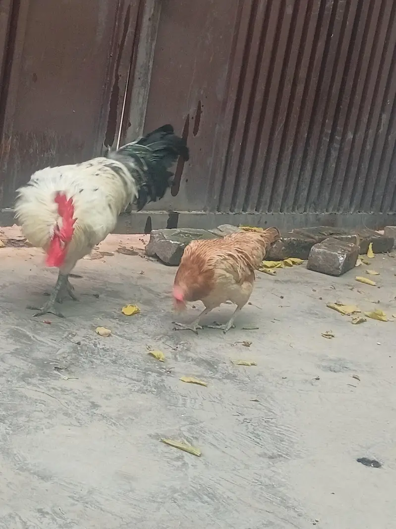 Desi Murga and Desi murgi — photo 5
