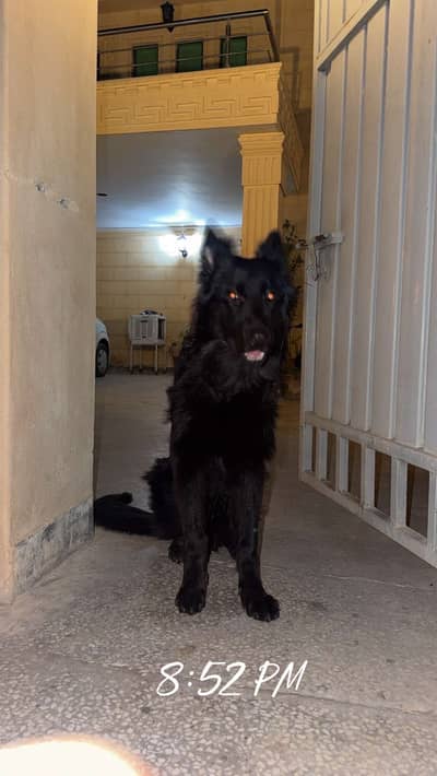 German shepherd black