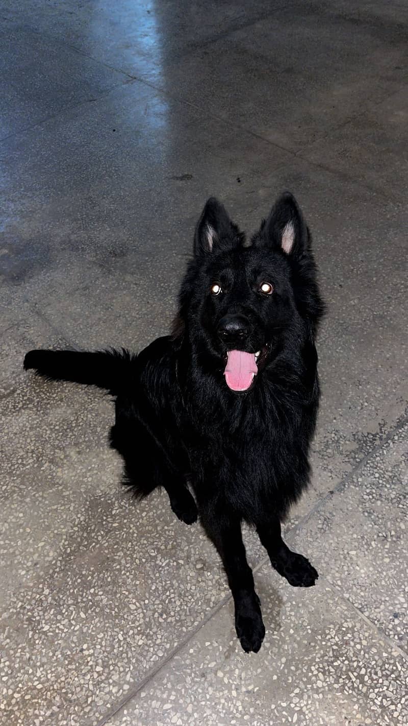 German shepherd black 1