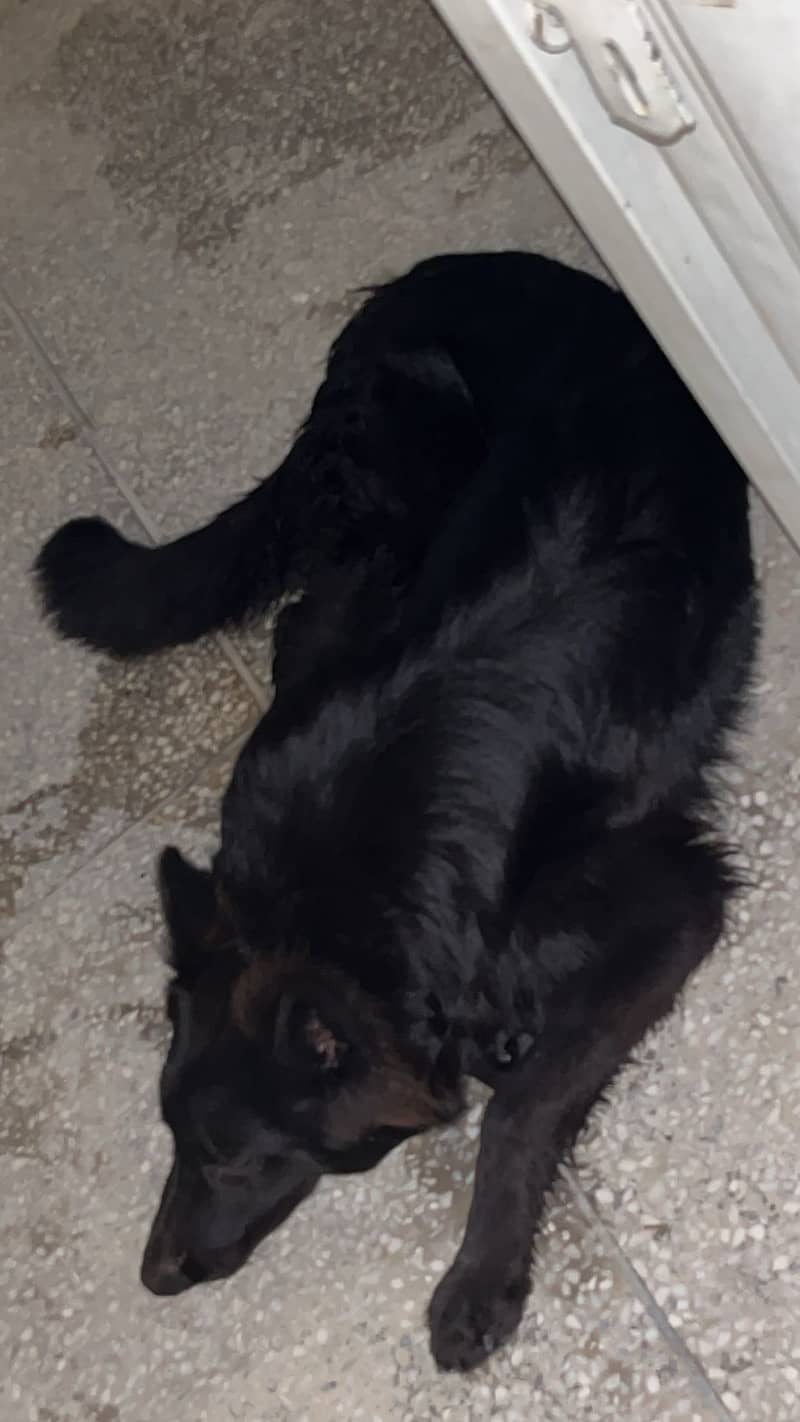 German shepherd black 2