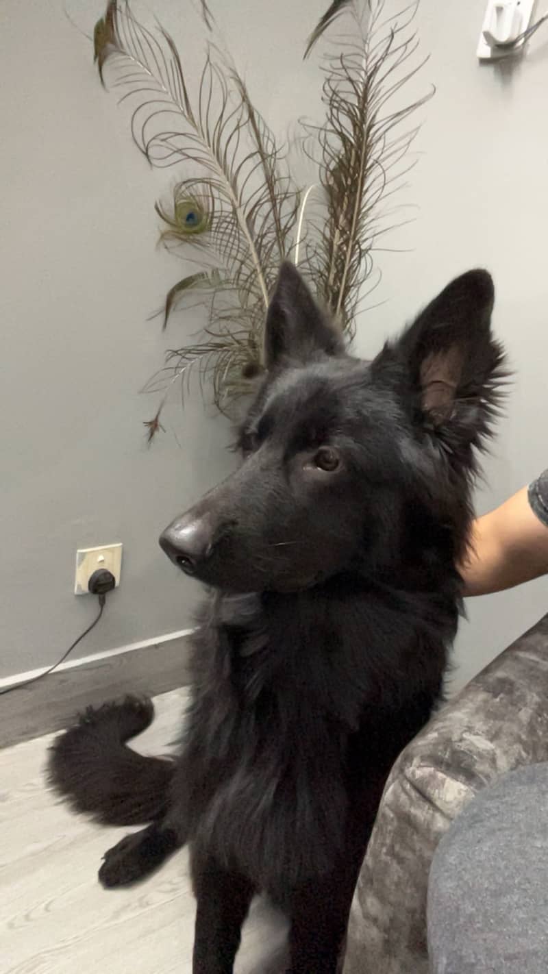 German shepherd black 3