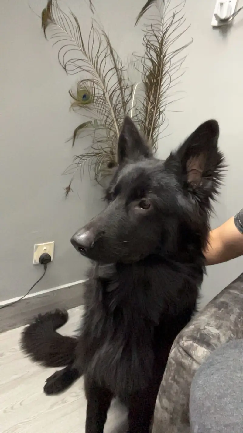 German shepherd black — photo 4