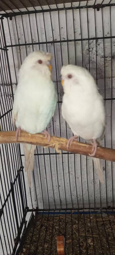 red eyes king crust for sale