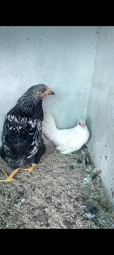 Female wyandotte chick and white japanese female chick for sale
