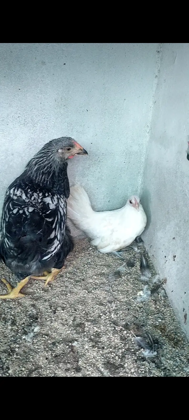 Female wyandotte chick and white japanese female chick for sale — photo 3