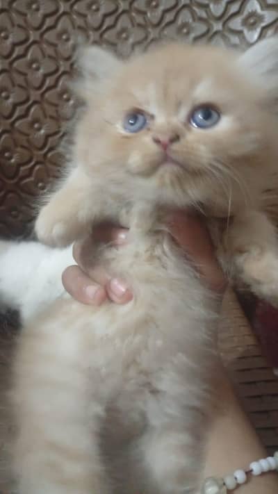 Persian cat white and brown active and healdy