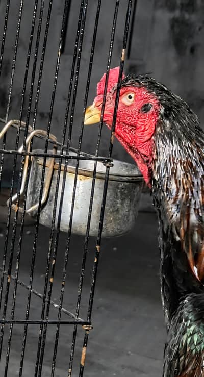 Japanese shamo | black shamo | lakha shamo | coco shamo for Sale
