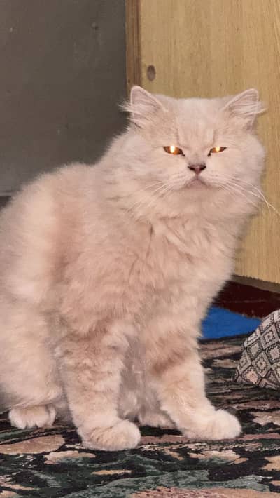 Persain male cat triple couted