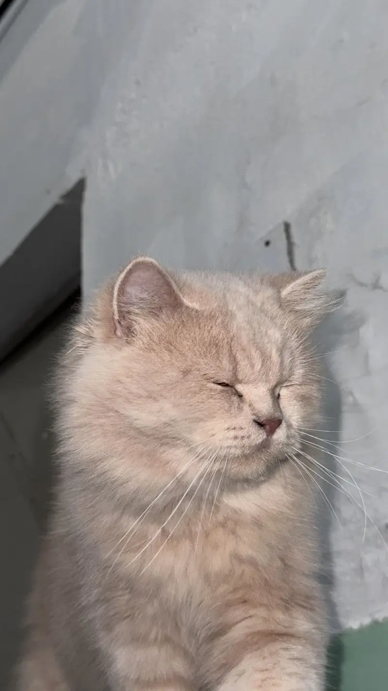 Persain male cat triple couted — photo 2