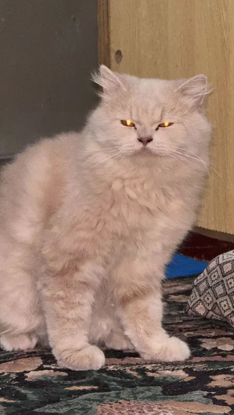 Persain male cat triple couted — photo 3