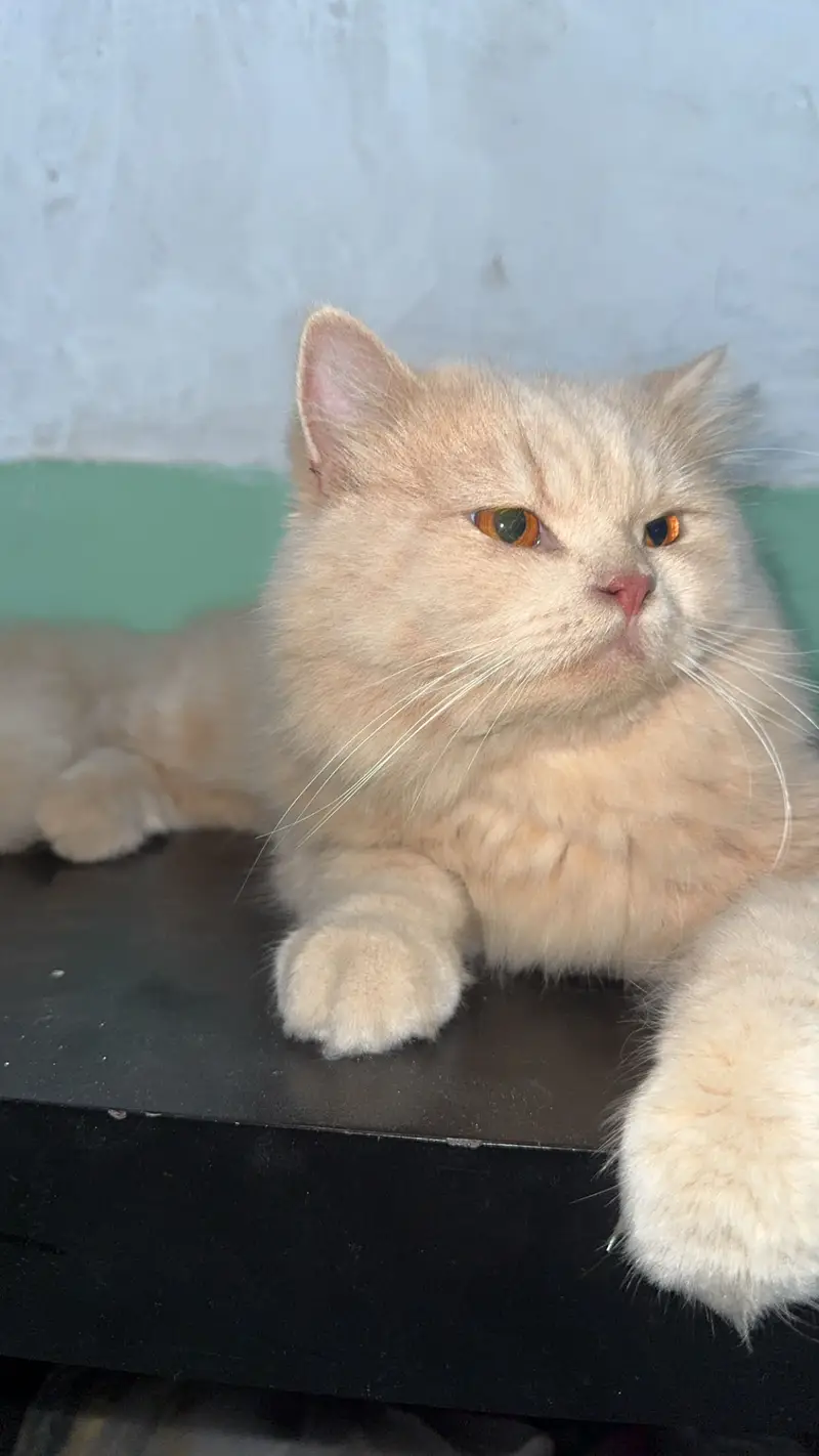 Persain male cat triple couted — photo 4
