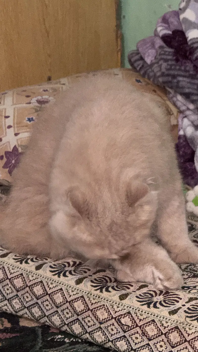 Persain male cat triple couted — photo 5