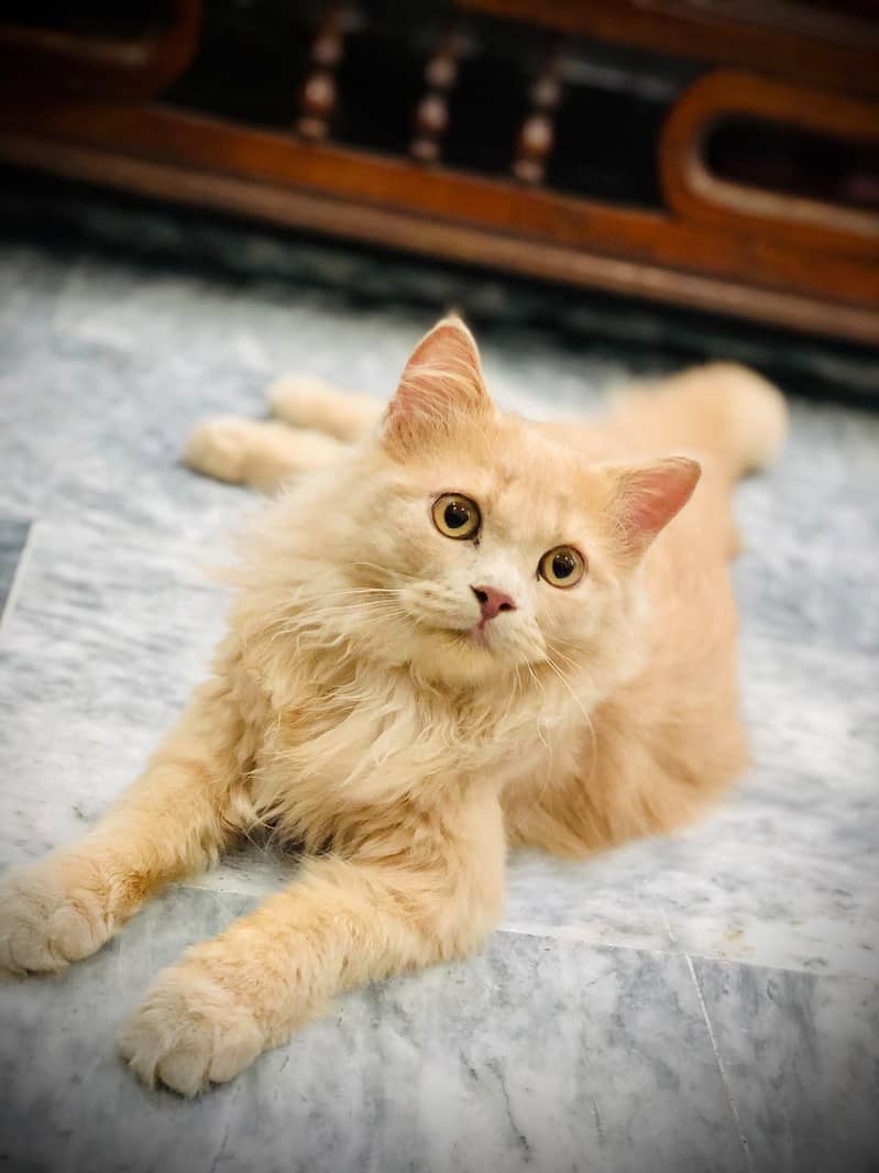 Fluffy Persion 0