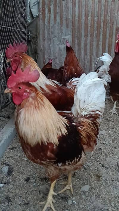 Murgha Lohman Brown Male F2 Healthy active and vaccinated for breeding