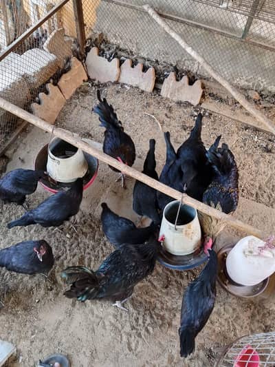 black Australorp