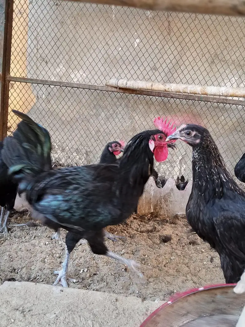 black Australorp — photo 3