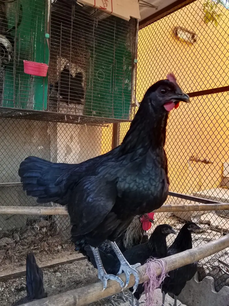 black Australorp — photo 4