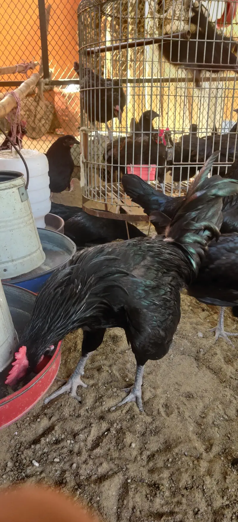 black Australorp — photo 5