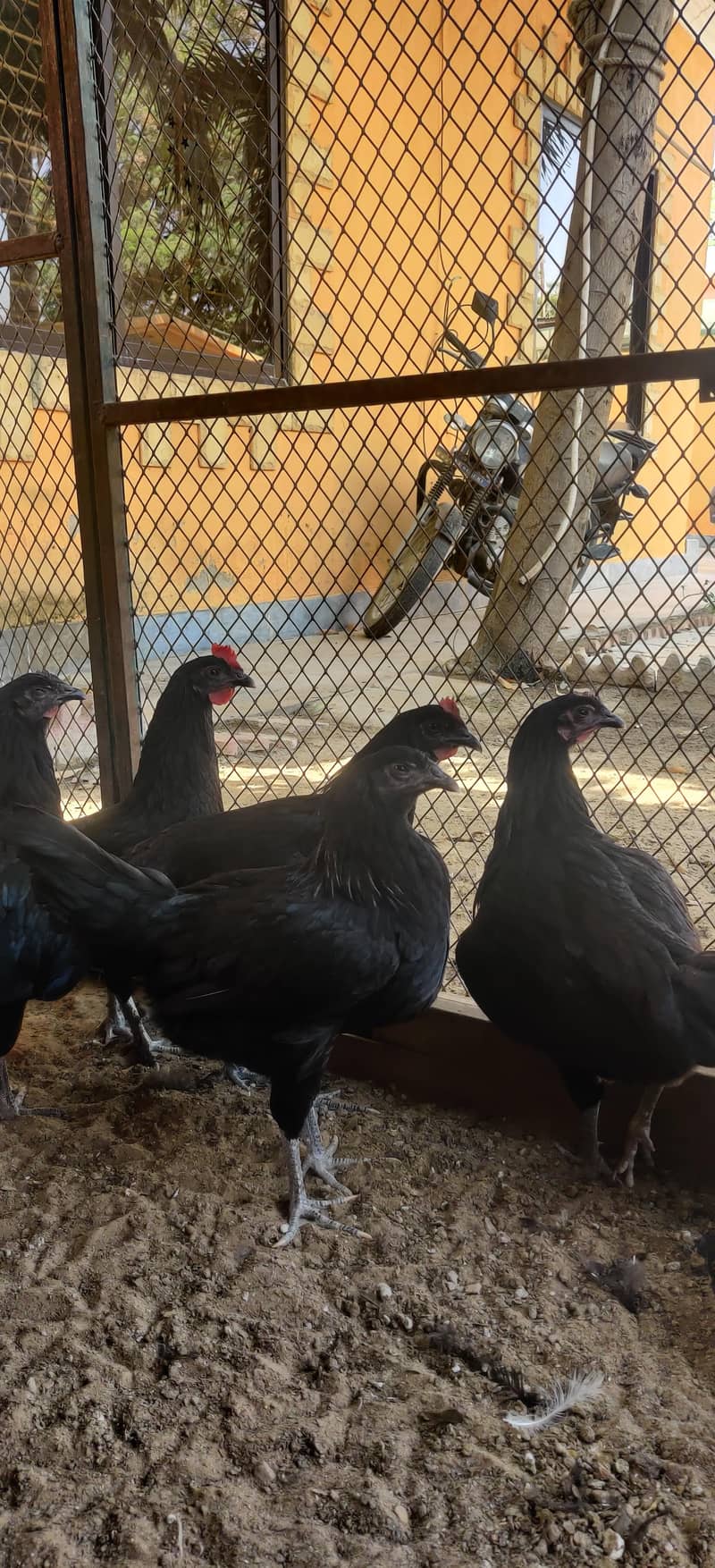 black Australorp 5