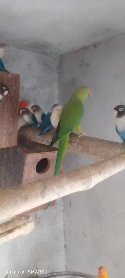 parrot
