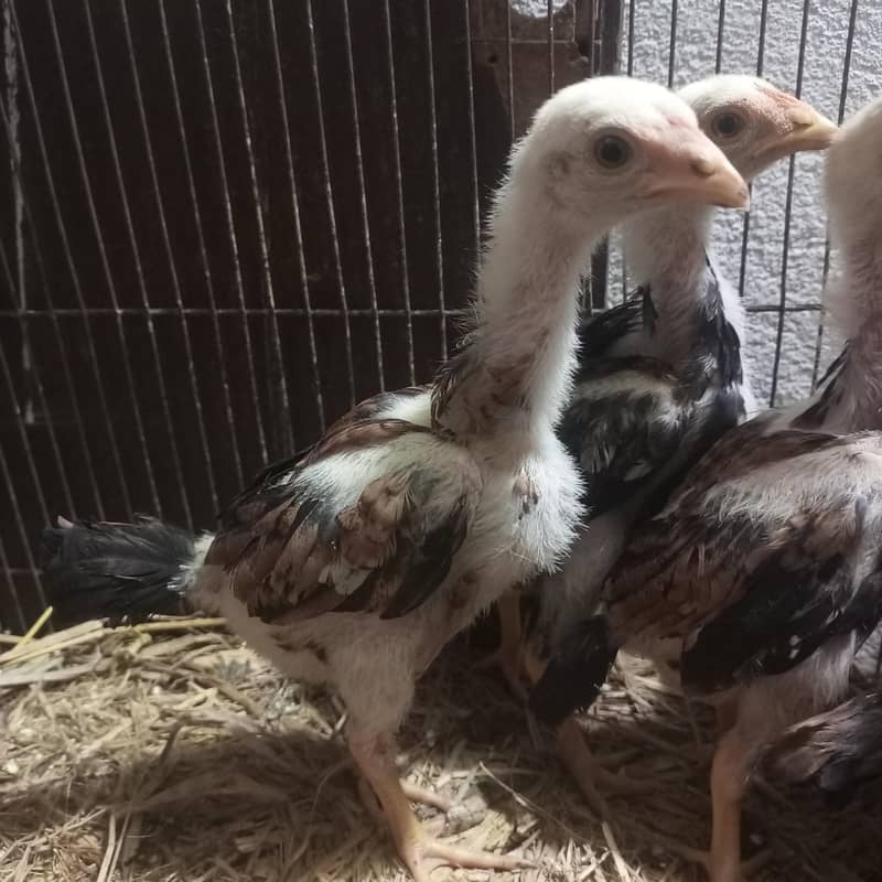 Lasani Chicks 0