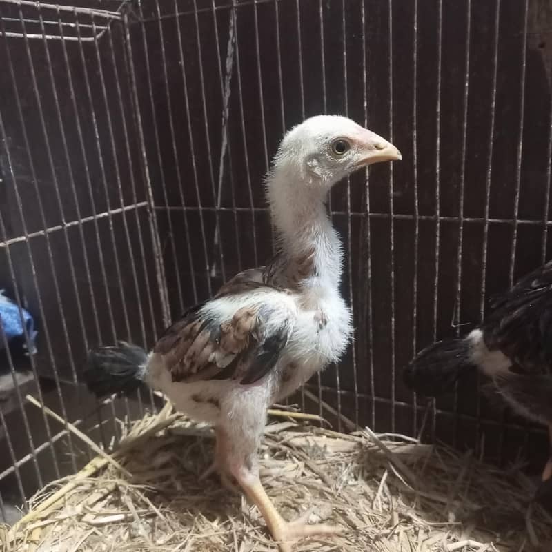 Lasani Chicks 1