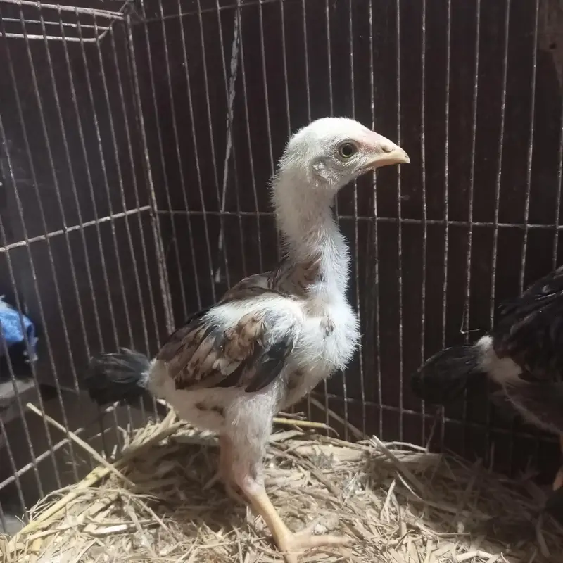 Lasani Chicks — photo 2