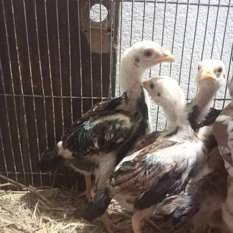 Lasani Chicks 2