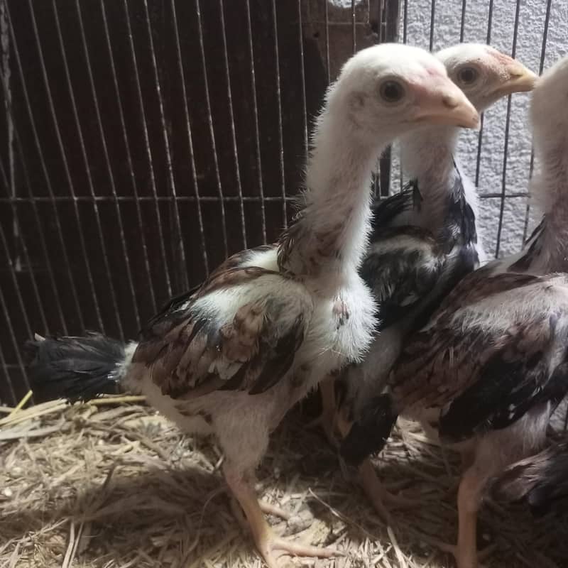 Lasani Chicks 3