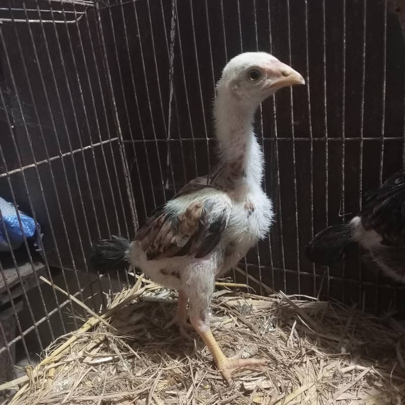 Lasani Chicks 4