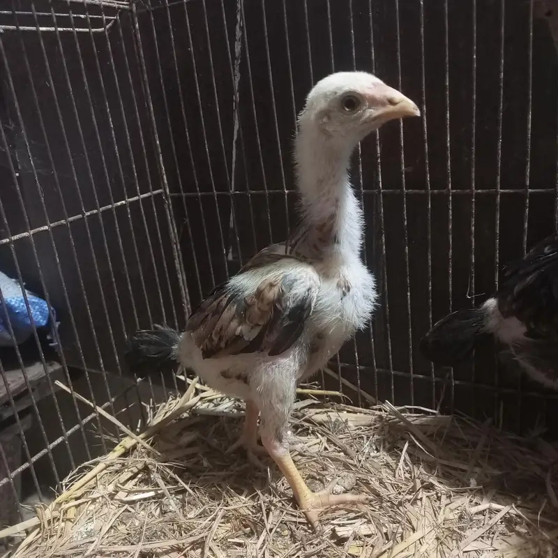 Lasani Chicks — photo 5