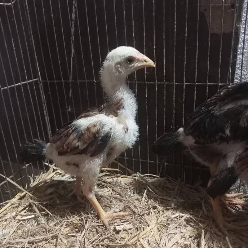 Lasani Chicks 5