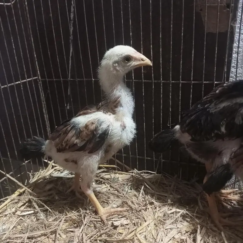 Lasani Chicks — photo 6