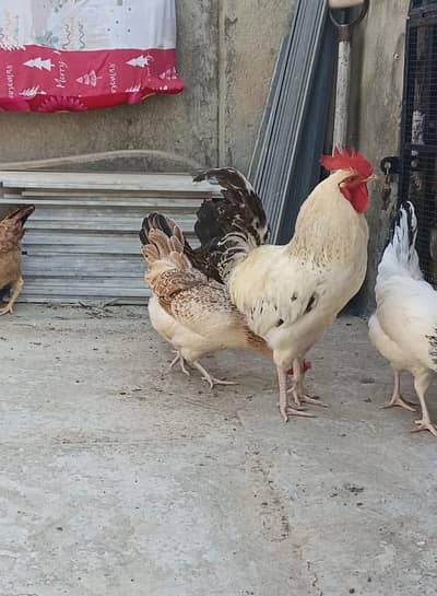 Big size desi murgha for sale