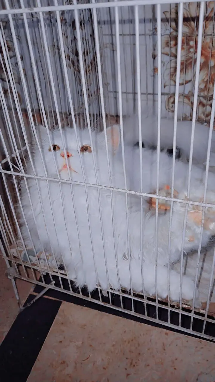 White Persian Cat — photo 3