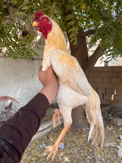 Hera aseel