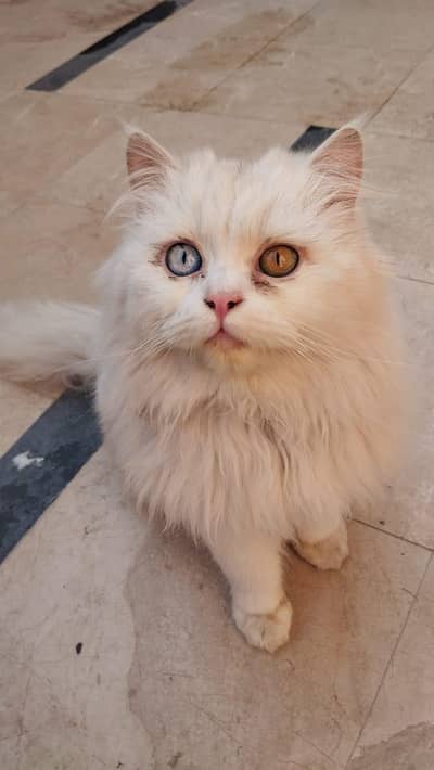 Triple coated white persian Male