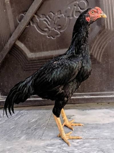 mushka lasani