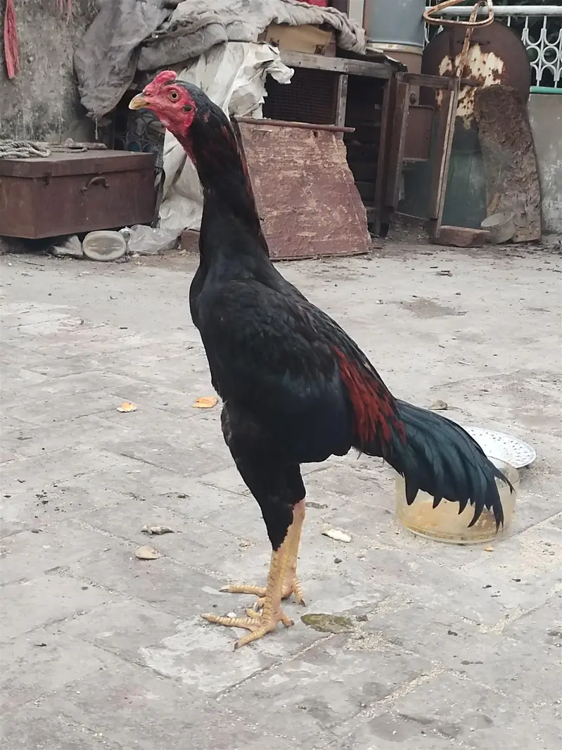 top Quality aseel male patha hai — photo 2