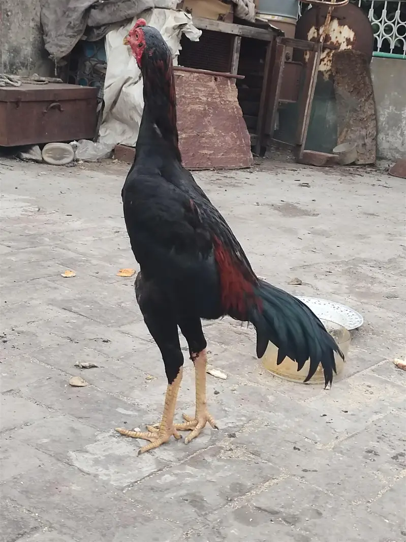 top Quality aseel male patha hai — photo 3