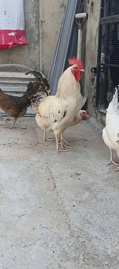 Big size desi murgha for sale