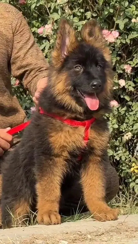 Pure German Shepherd Puppies – Long Coat Black Mask — photo 2