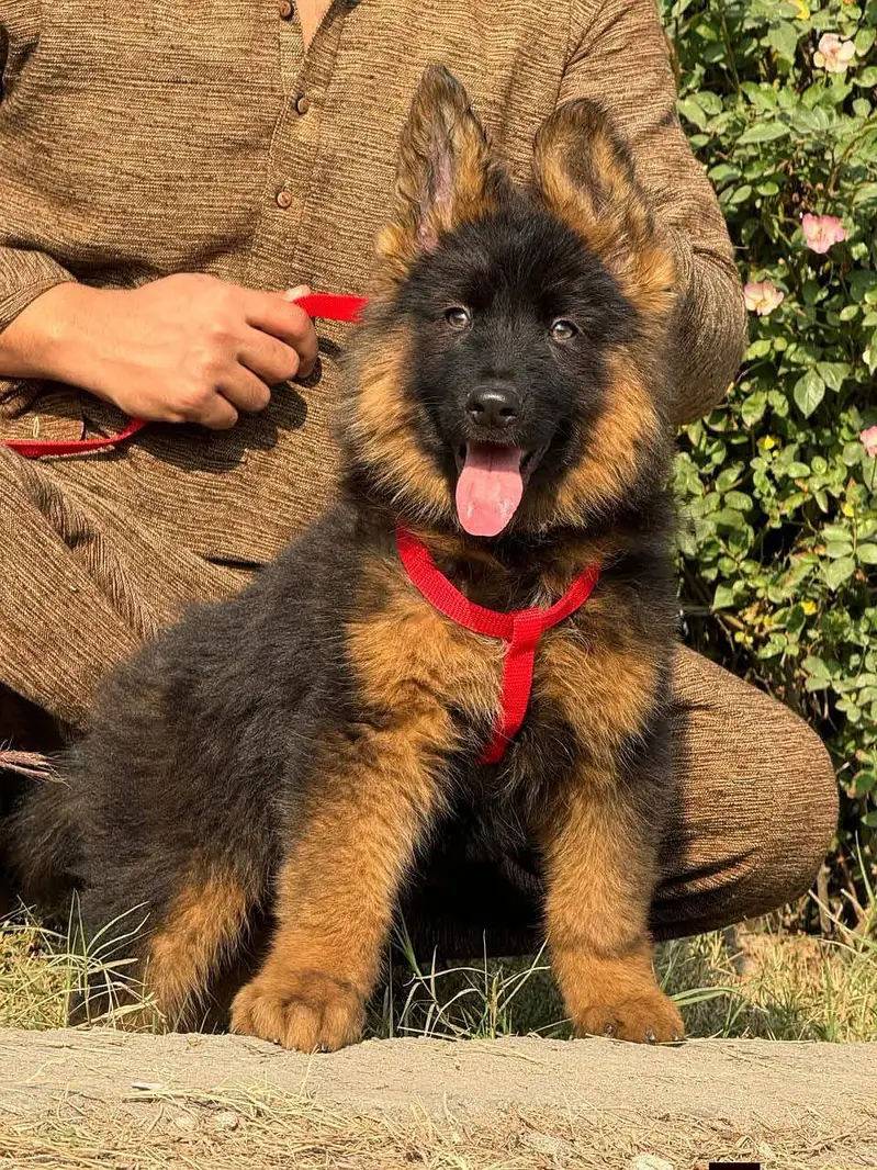 Pure German Shepherd Puppies – Long Coat Black Mask — photo 7