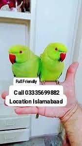 Single 6,500 Hand Tamed Friendly Green Ring Neck Parrot's Male/Female