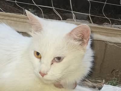 White Odd Eyes Cat for Sale