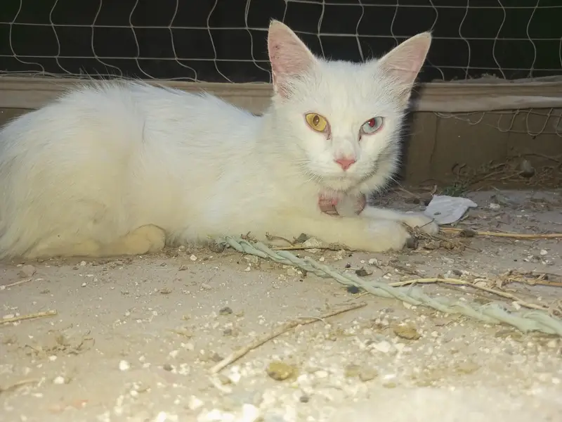 White Odd Eyes Cat for Sale — photo 2