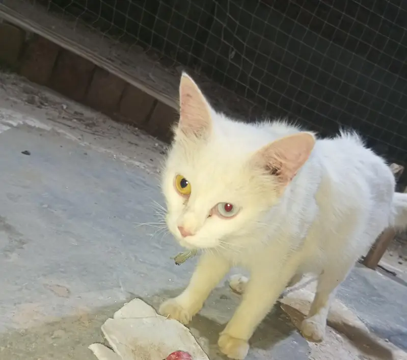 White Odd Eyes Cat for Sale — photo 3