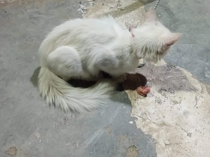 White Odd Eyes Cat for Sale — photo 4